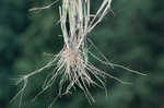 Broadleaf signalgrass